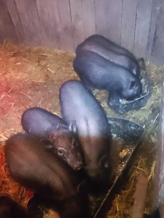 Поросята в'єтнамські свині