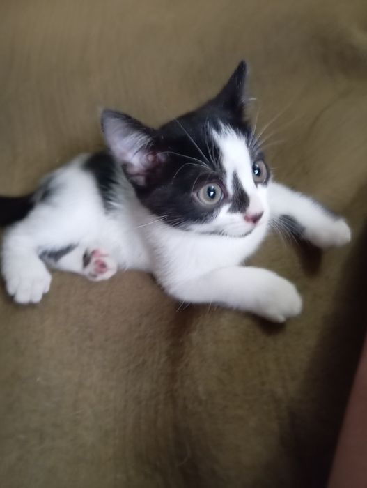 Котята даром бесплатно