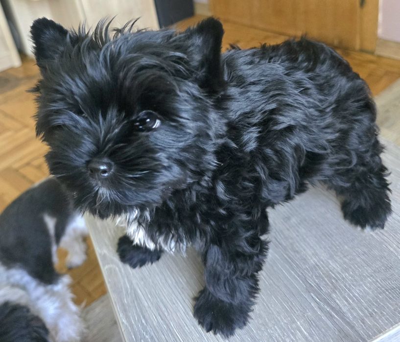 Yorshire terrier piesek