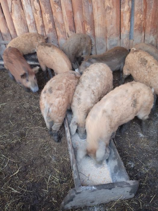 Продам свині ,поросята, дюмон