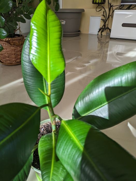 Продам фикус Каучуконосный