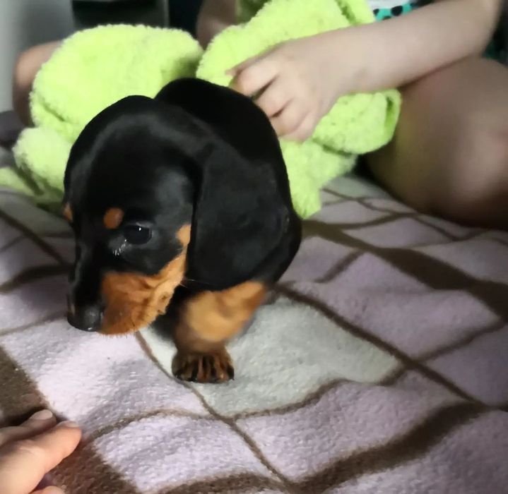 Карликові таксята