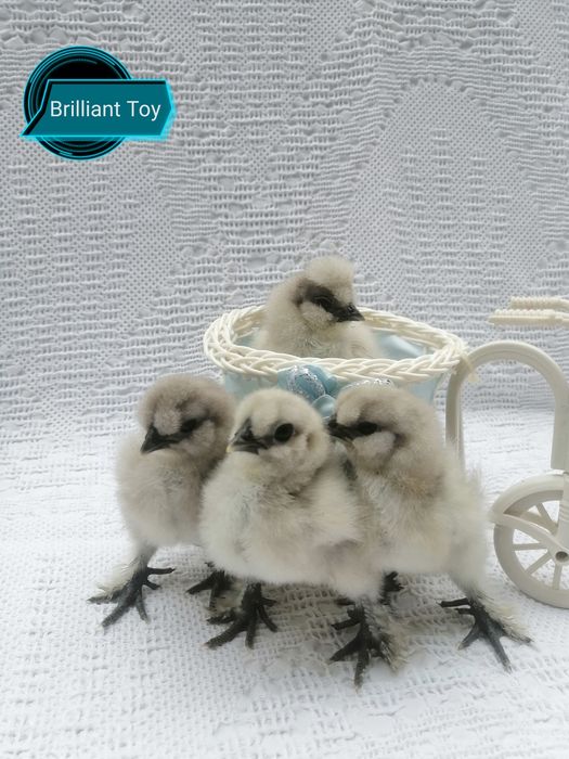 Китайская Шелковая Курица цыплята и молодняк