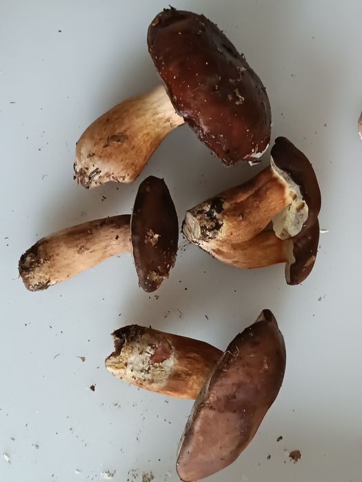 Podgrzybek suszony – 100g