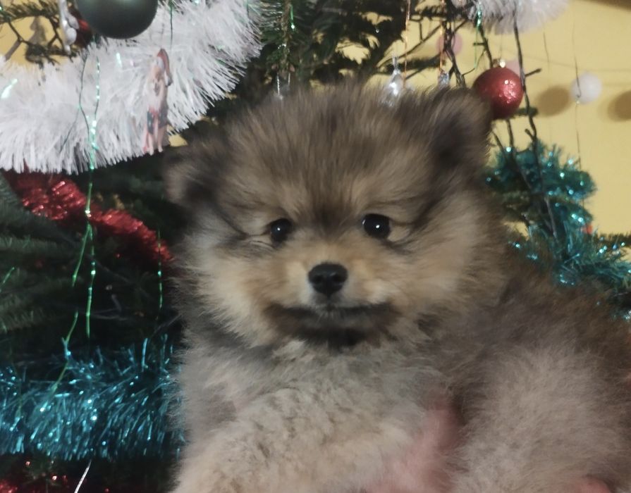 Pomeranian Zkwp szpic miniaturowy