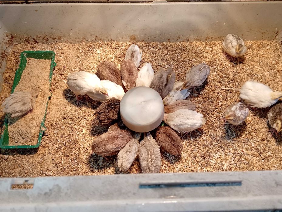 Przepiórki celadon pisklęta 2 tygodniowe