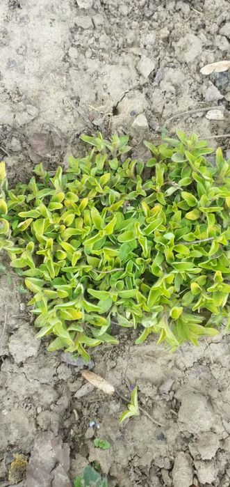 Oregano dwie sadzonki