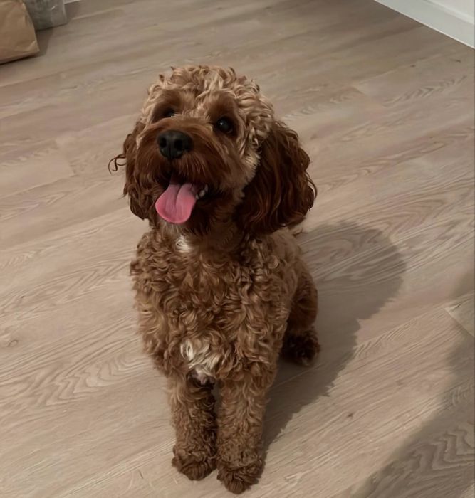 Cockapoo pudel miniaturowy