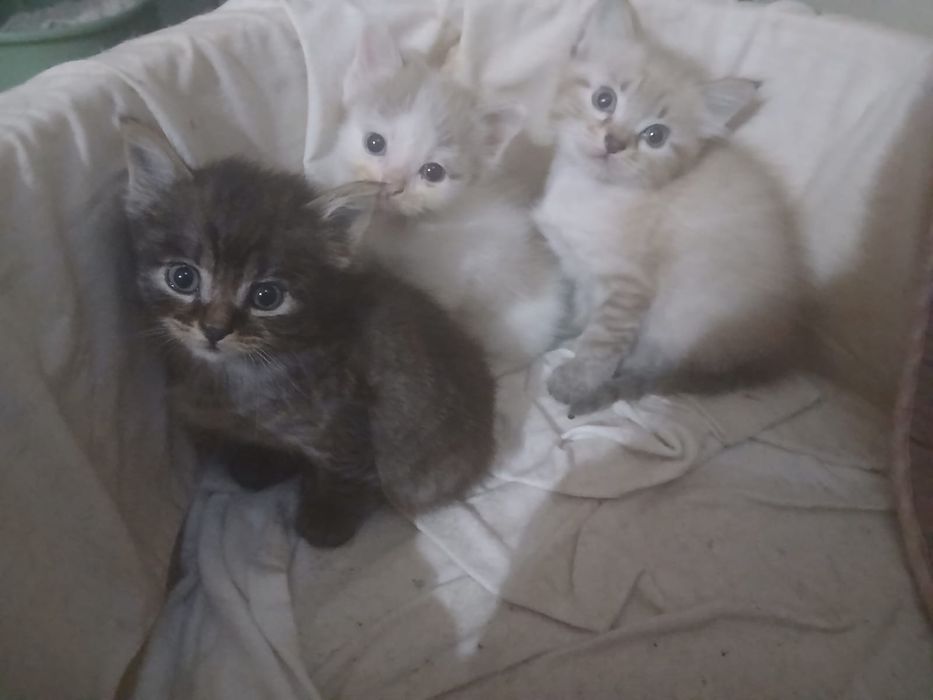Gatinhos para adoção