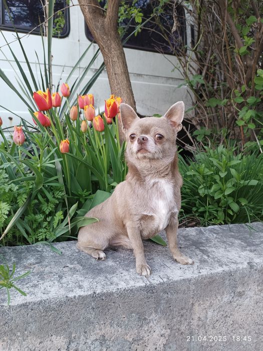 Ліловий "Лімон"для в'язки, чіхуа, FCI