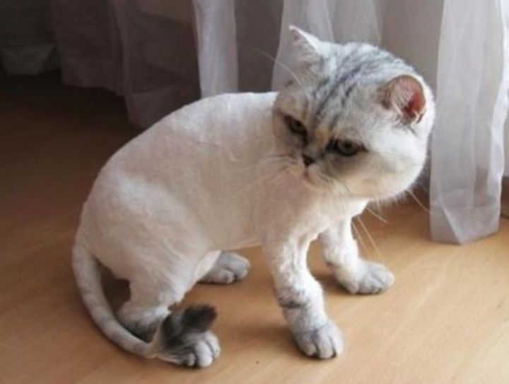 Стрижка котов  и кошек