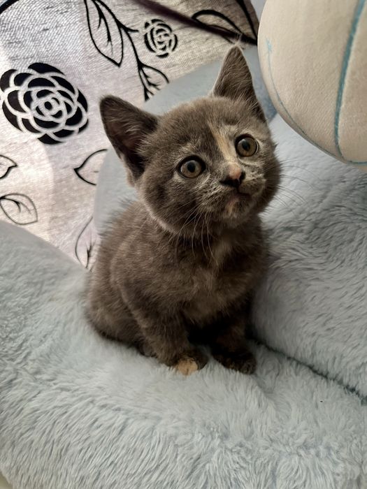 Котята шукають люблячу родину