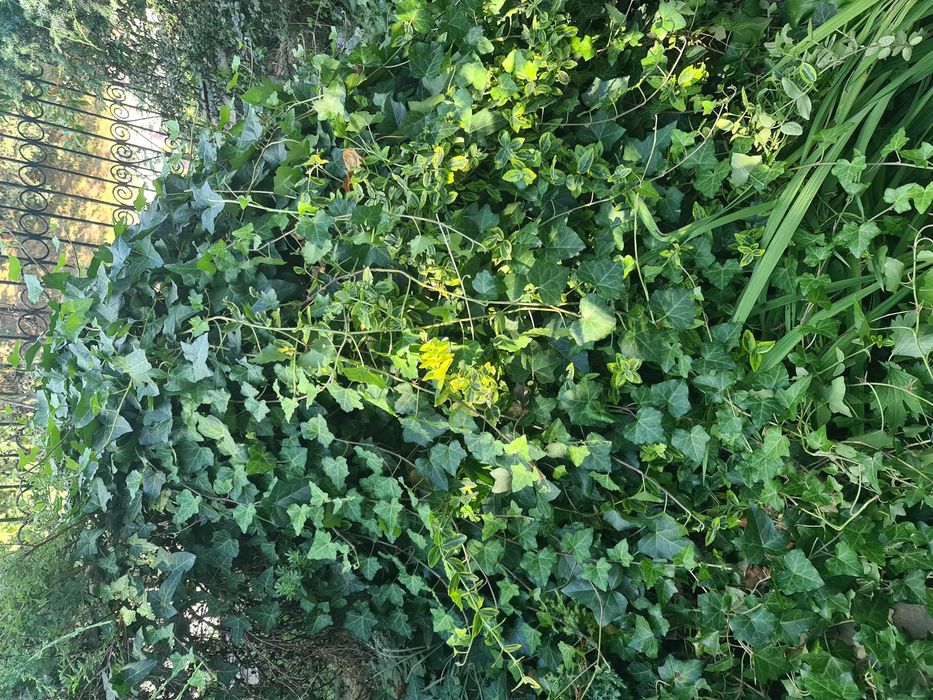 Плющ декоративний вічнозелений