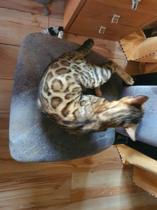 Bengalski kocurek
