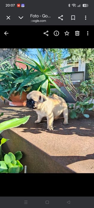 Pug Carlin com Lop