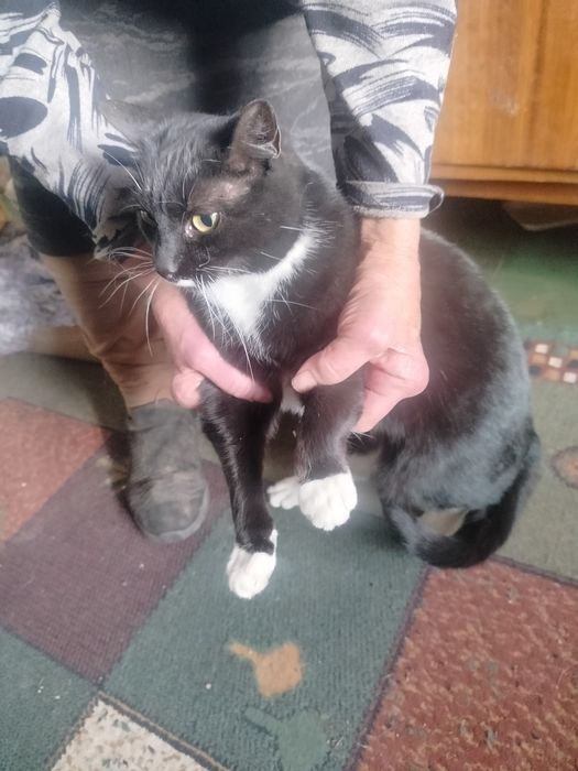 Do oddania dorosła kotka