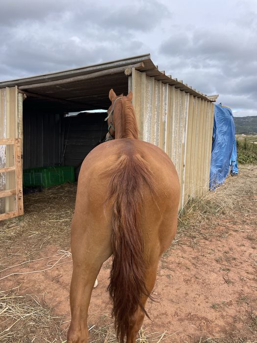Cavalo capado montado e engatado