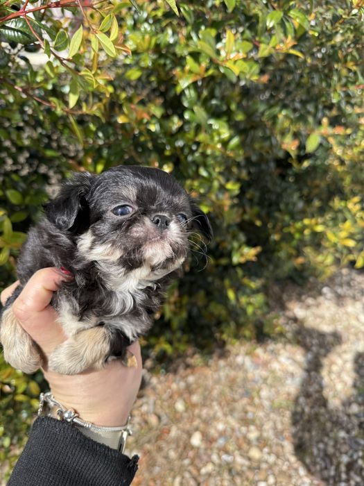 Excelente mini menino Chihuahua/Chiuaua Linhagem Russa de Qualidade