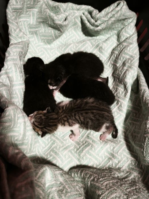 4 gatinhos bebés (acabaram de nascer)
