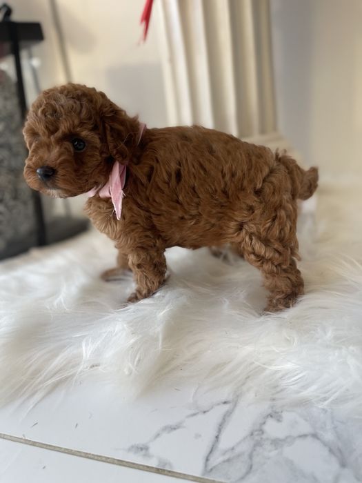 VIP Той-Пуделі  — Маленькі щастячка готові до переїзду