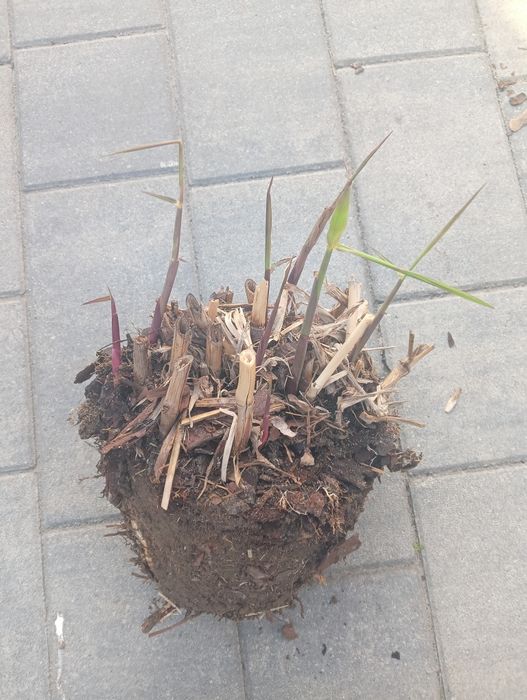 Duże Sadzonki Miskanta Olbrzymi