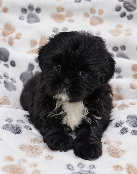 Shih Tzu piękna suczka