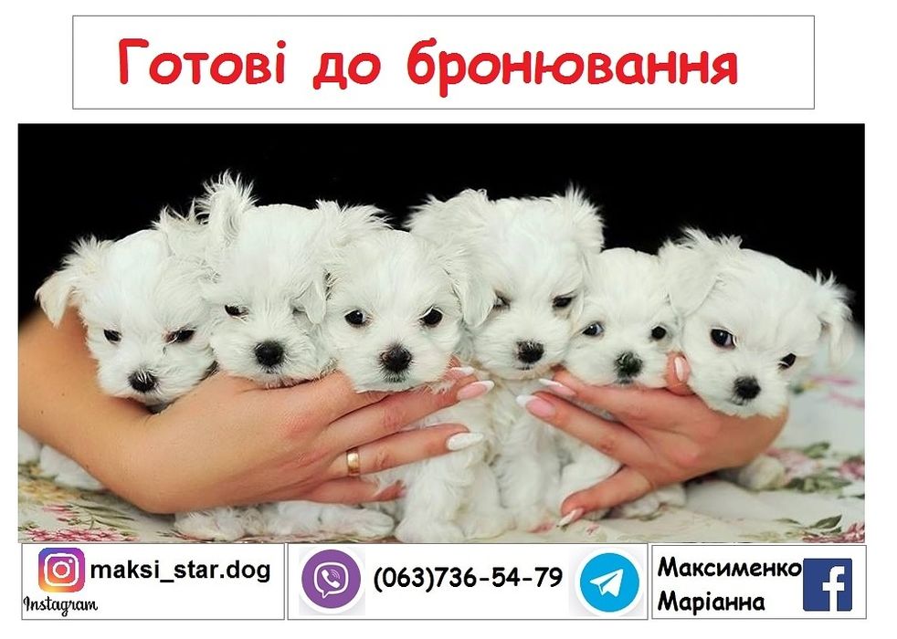 Елітне цуценя мальтійської болонки шоу-класу