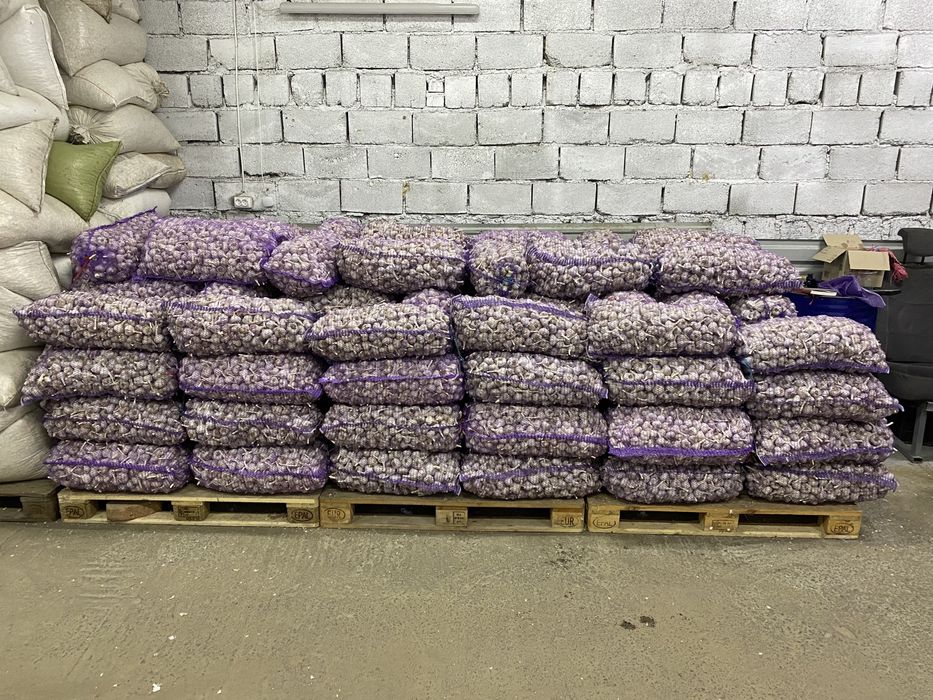 Продам часник озимий опт і роздріб