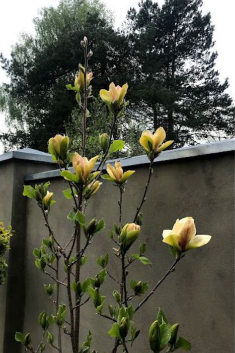 Магнолія « Sunsation »