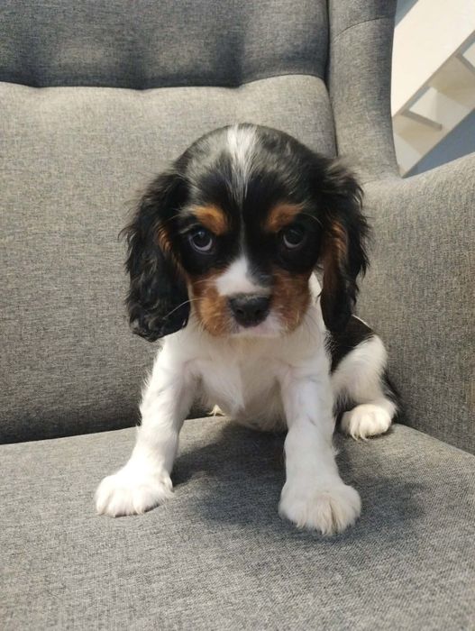 Cavalier King Charles Spaniel, samiec
