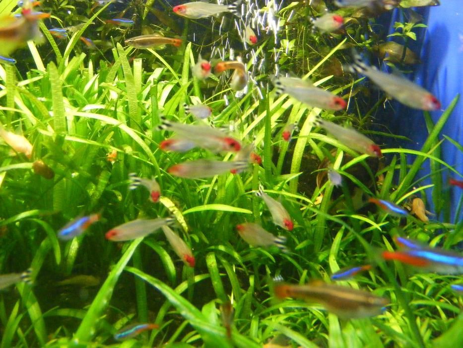 GB Rodostomus, Zwinnik Blehera | Pakiet 1 - 19 szt.