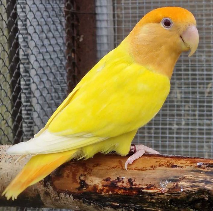 Nierozłączka czerwonoczelna młoda do oswojenia jak i dojrzałe na lęgi