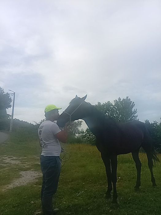 Cavalo inteiro trutador 4 anos