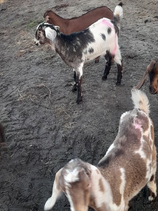 Anglo Nubianos bem criados