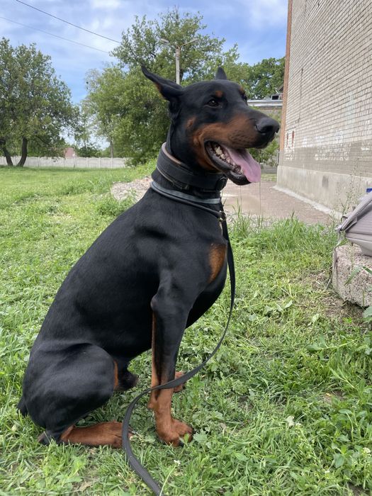 Доберман. Вязка.