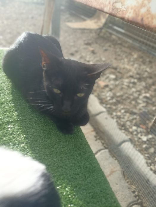 Gatos para  adoção  responsável