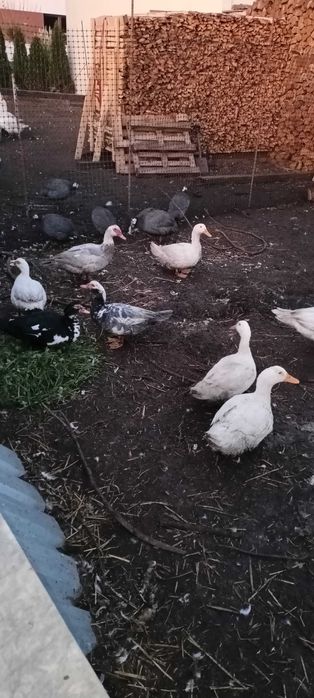 Sprzedam kaczki francuskie i pekińskie