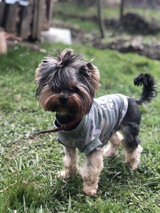 Шукаємо дівчинку для вязки