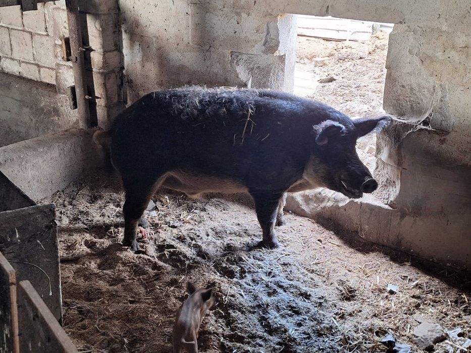 Mangalica. Prosiaki