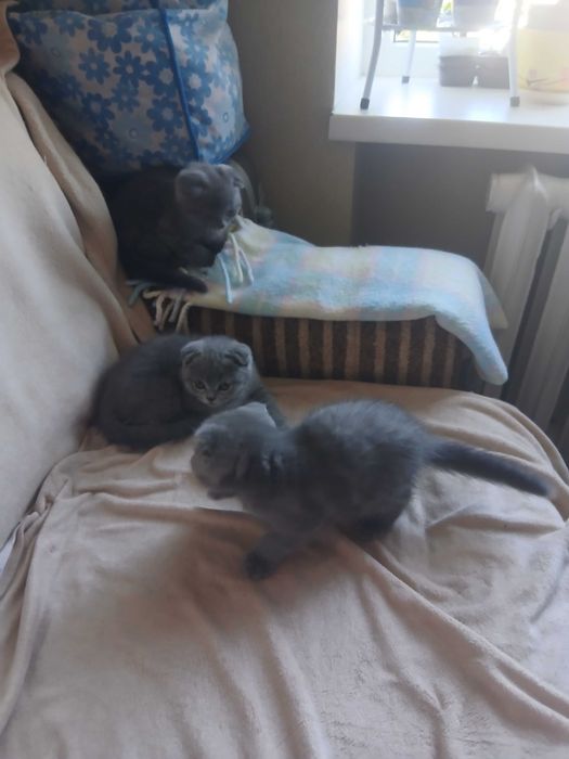 Вислоухие котята мальчики и девочки