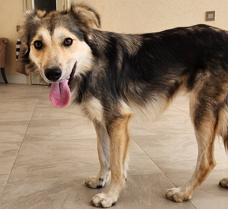 Отдам даром в добрые руки собаку метис овчарки