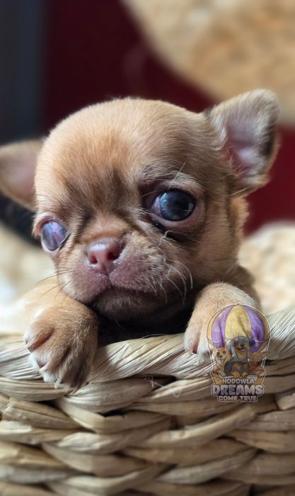 Chihuahua **Śliczny Chłopczyk** Do  Rezerwacji