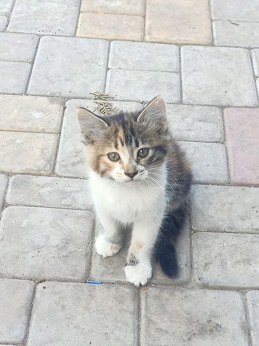 Отдам бесплатно котят