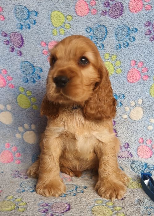 Cocker spaniel złoty chłopczyk