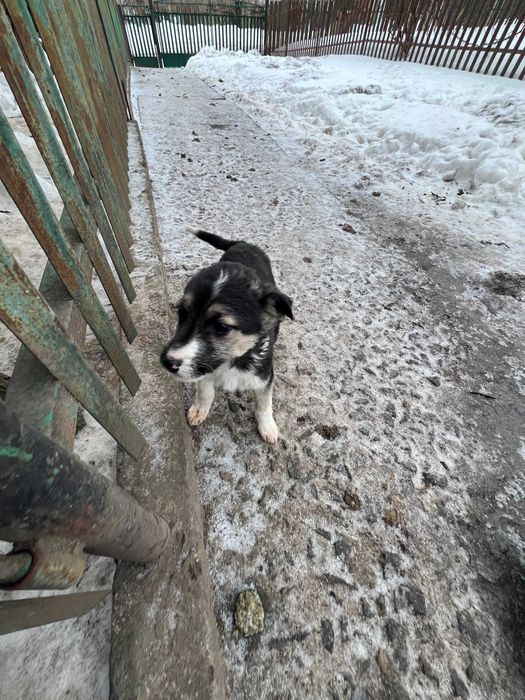 Прекрасні дівчинки