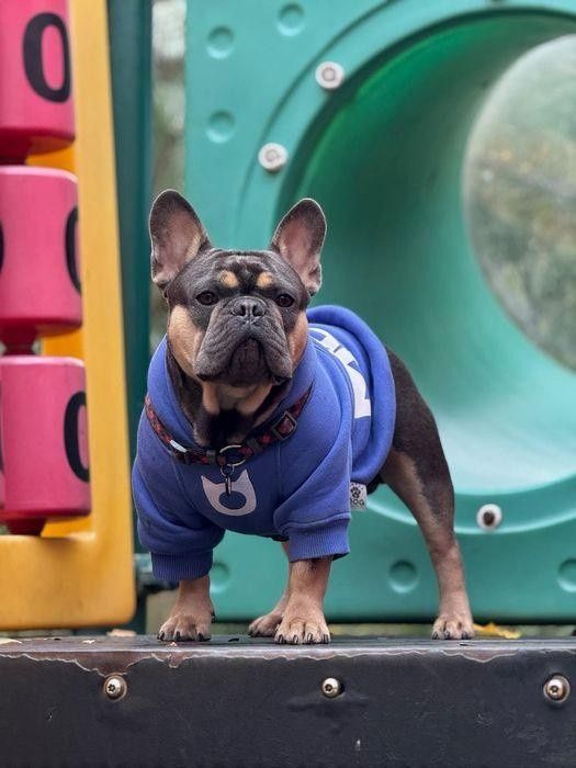 Французский бульдог