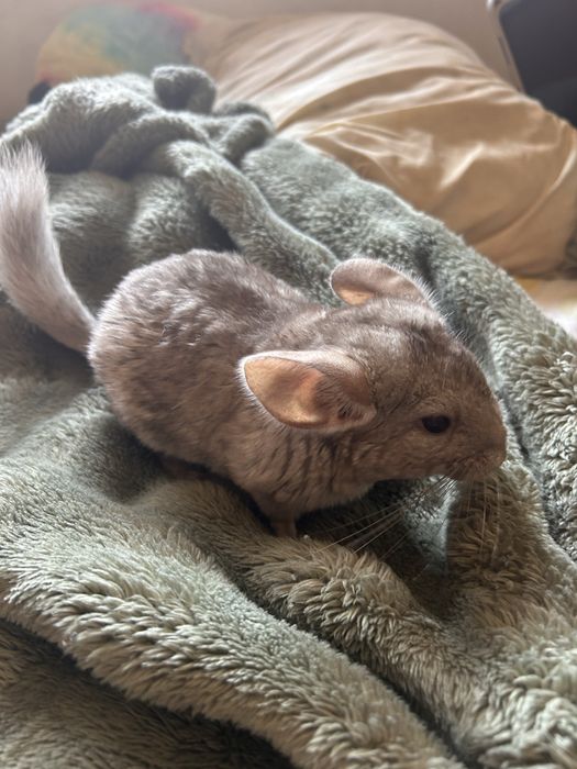 Chinchila creme