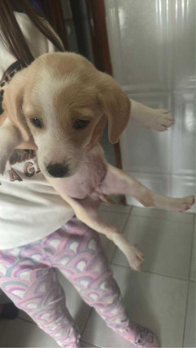 Doacao de cadela 2 meses porte medio/ pequeno