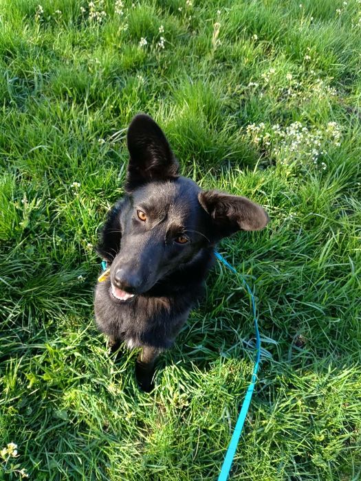 Choco  do adopcji