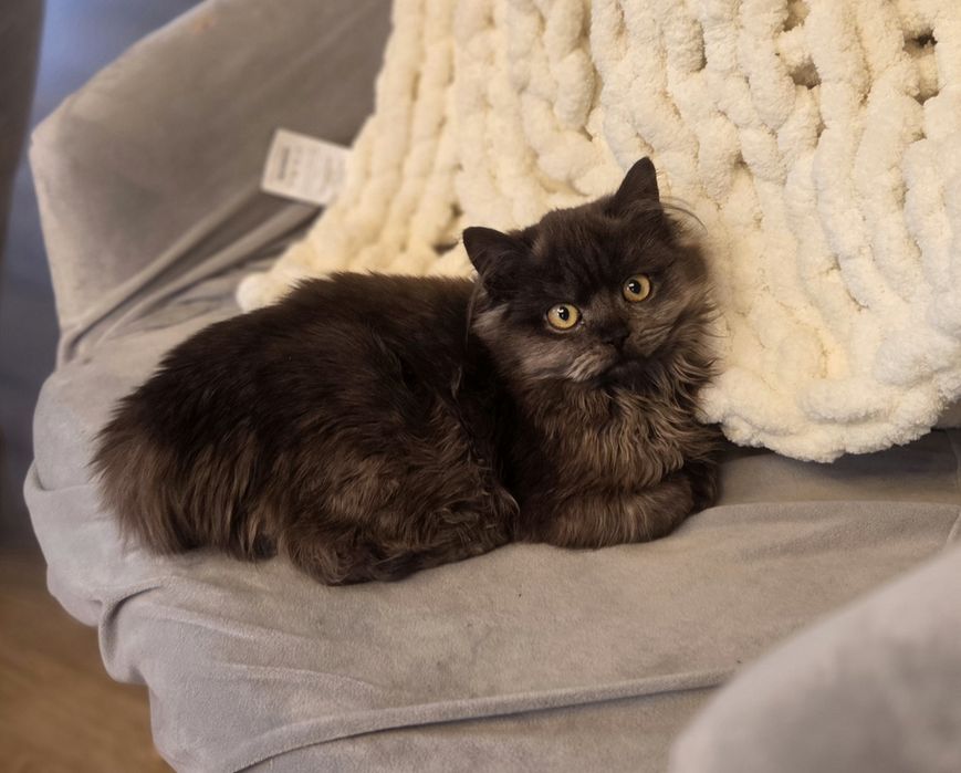 Rezerwacja Rea - kotka brytyjska dlugowlosa